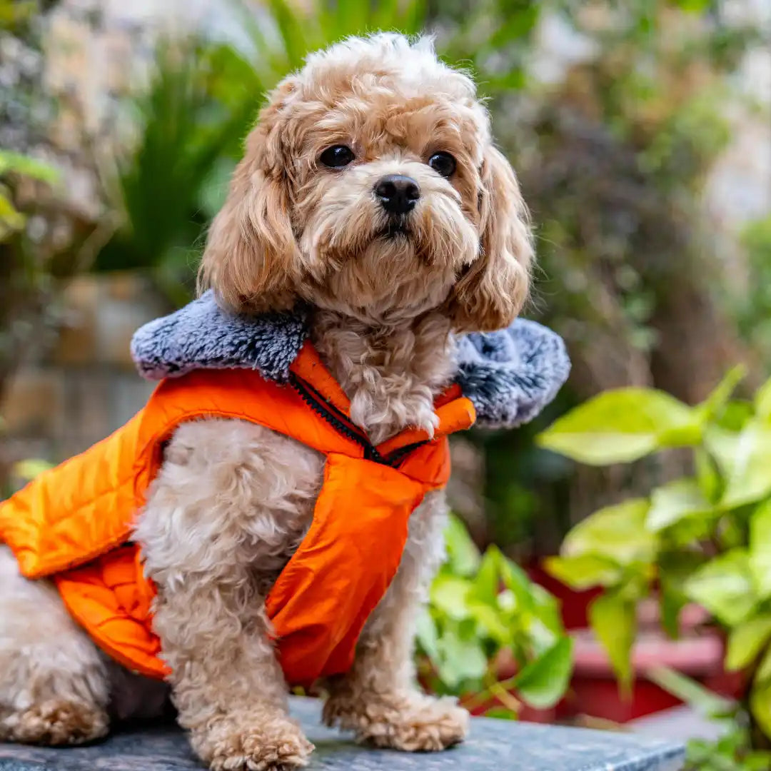 Bruine hond met een oranje jas.