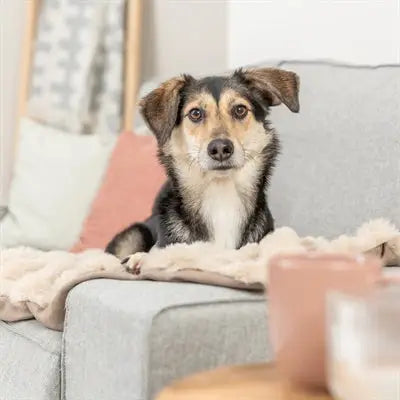 Trixie Hondendeken Elli Donkergrijs