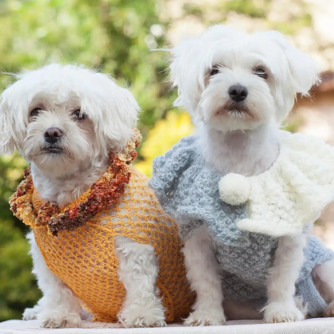 Twee Maltezer honden in gebreide truien.