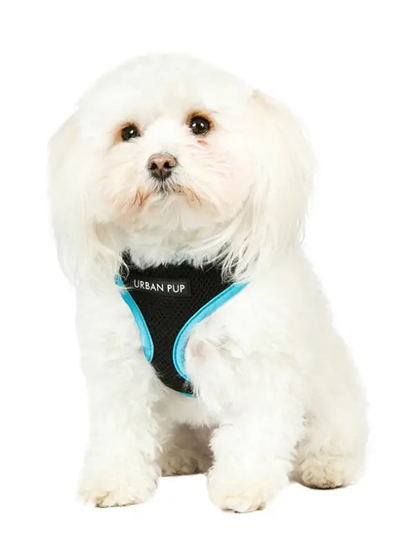 UrbanPup Active Mesh Neon Harness — Blauw - Hondentuigje