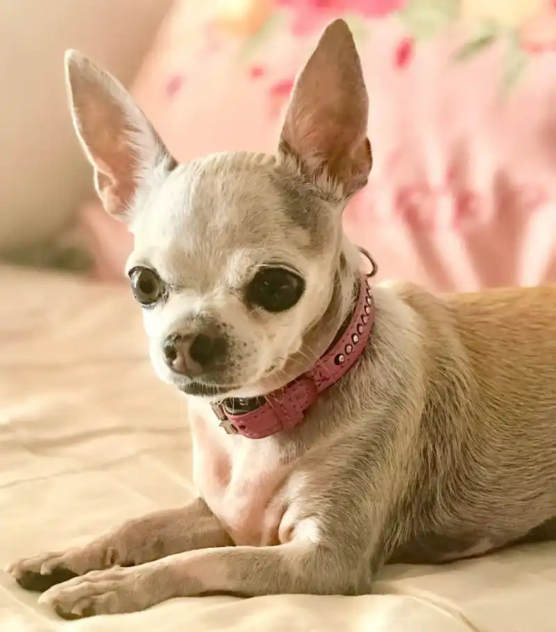 Waakzame chihuahua met een roze halsband.