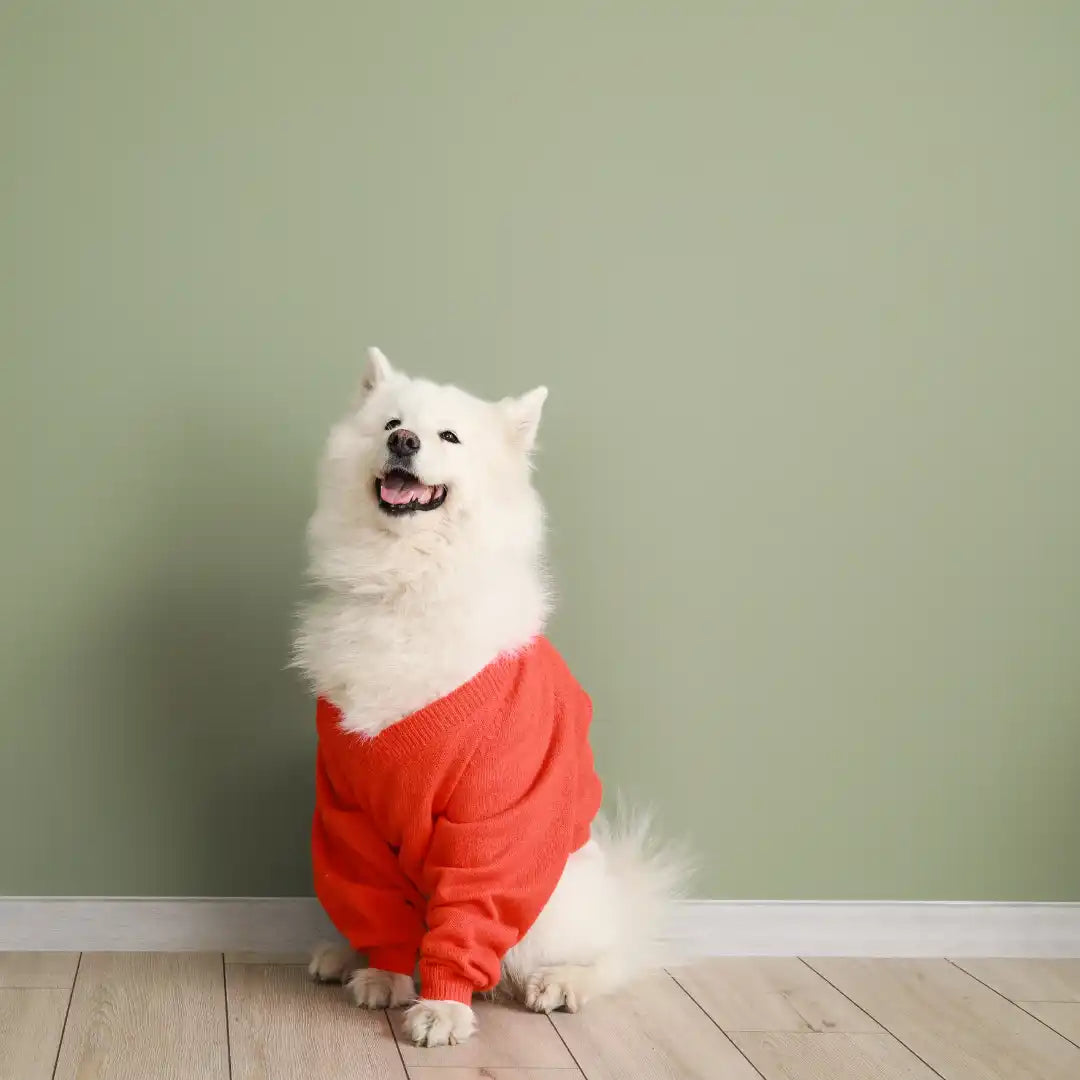 Witte hond in een rode trui.