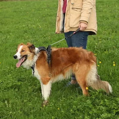 Zolux Easyride Hondentuig Zwart