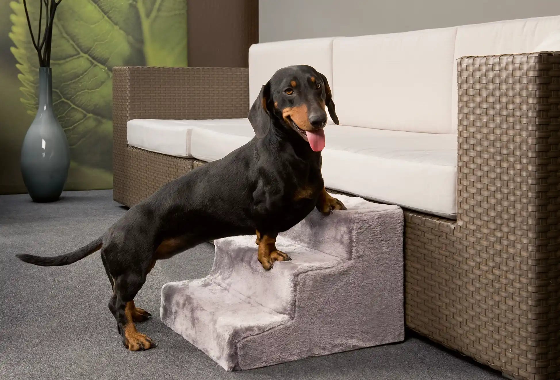 Zwarte en tan teckel op grijze huisdiertrappen.