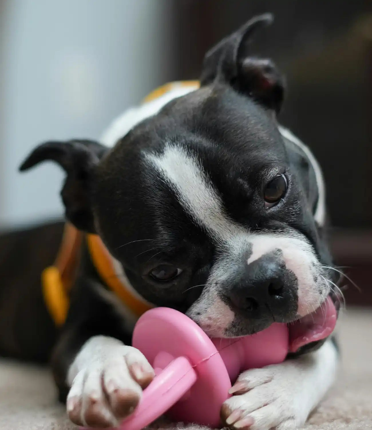 Zwart-witte Boston Terrier puppy die op een roze speeltje kauwt.