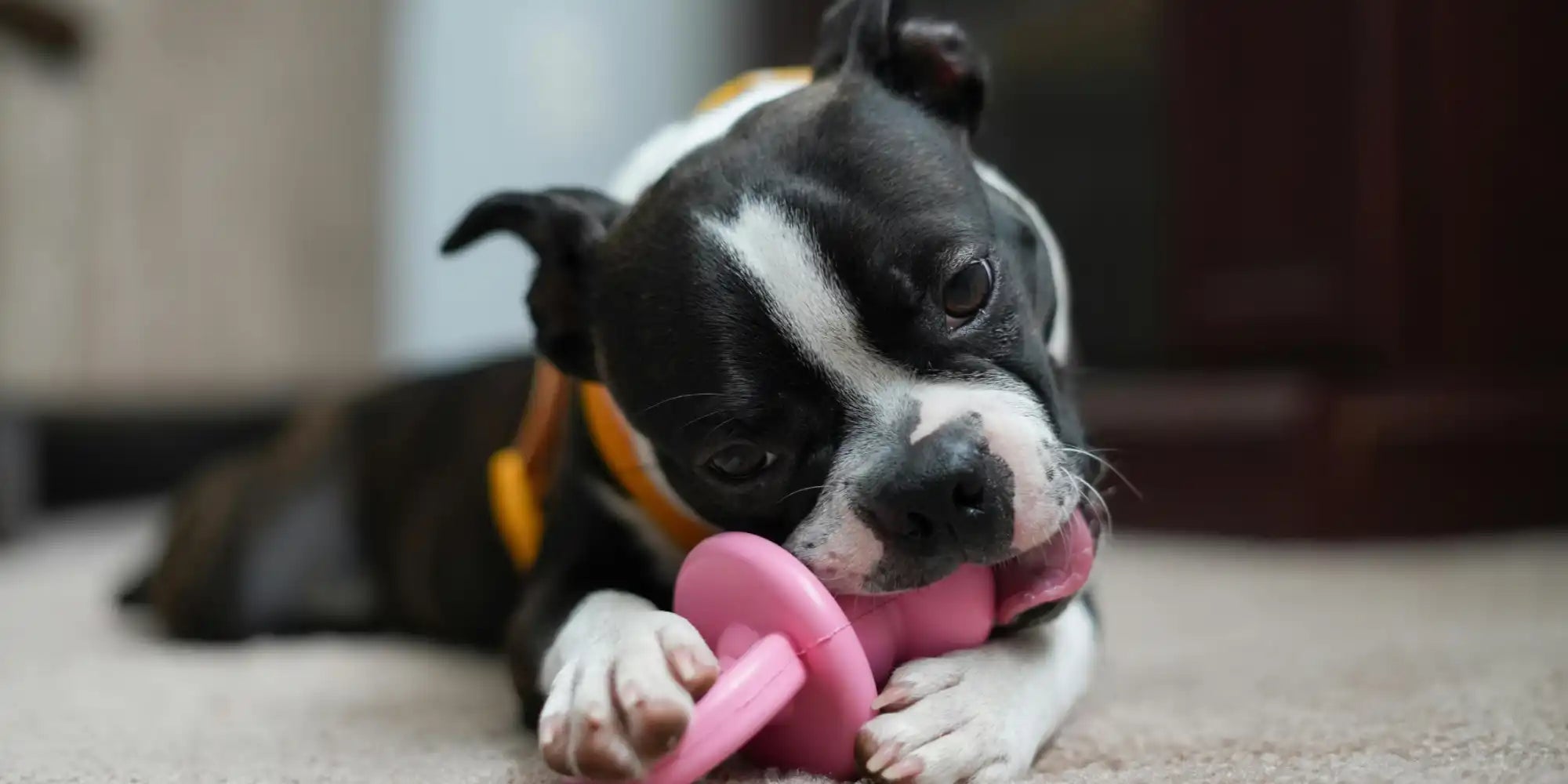Zwarte en witte hond die op roze speeltje kauwt.