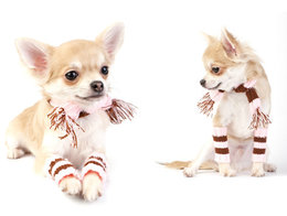 haalbaar punt Messing Chihuahua kleding van diverse merken tot de kleinste maat - puppyToys.nl