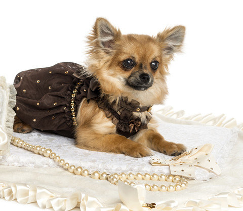 Tot ziens zin smokkel Chihuahua kleding van diverse merken tot de kleinste maat - puppyToys.nl