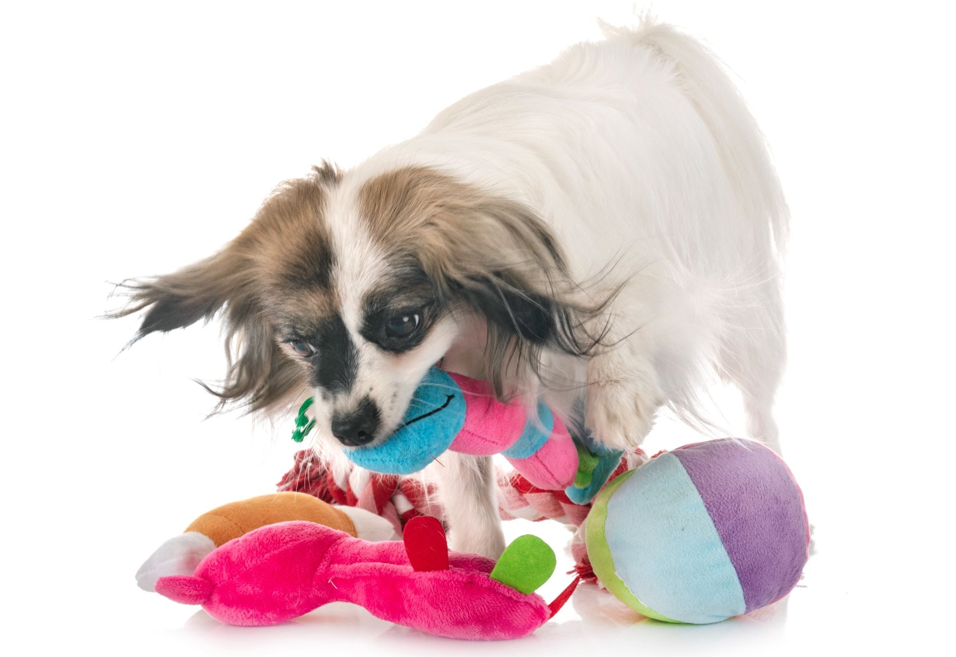 Pluche speeltjes voor jouw hond