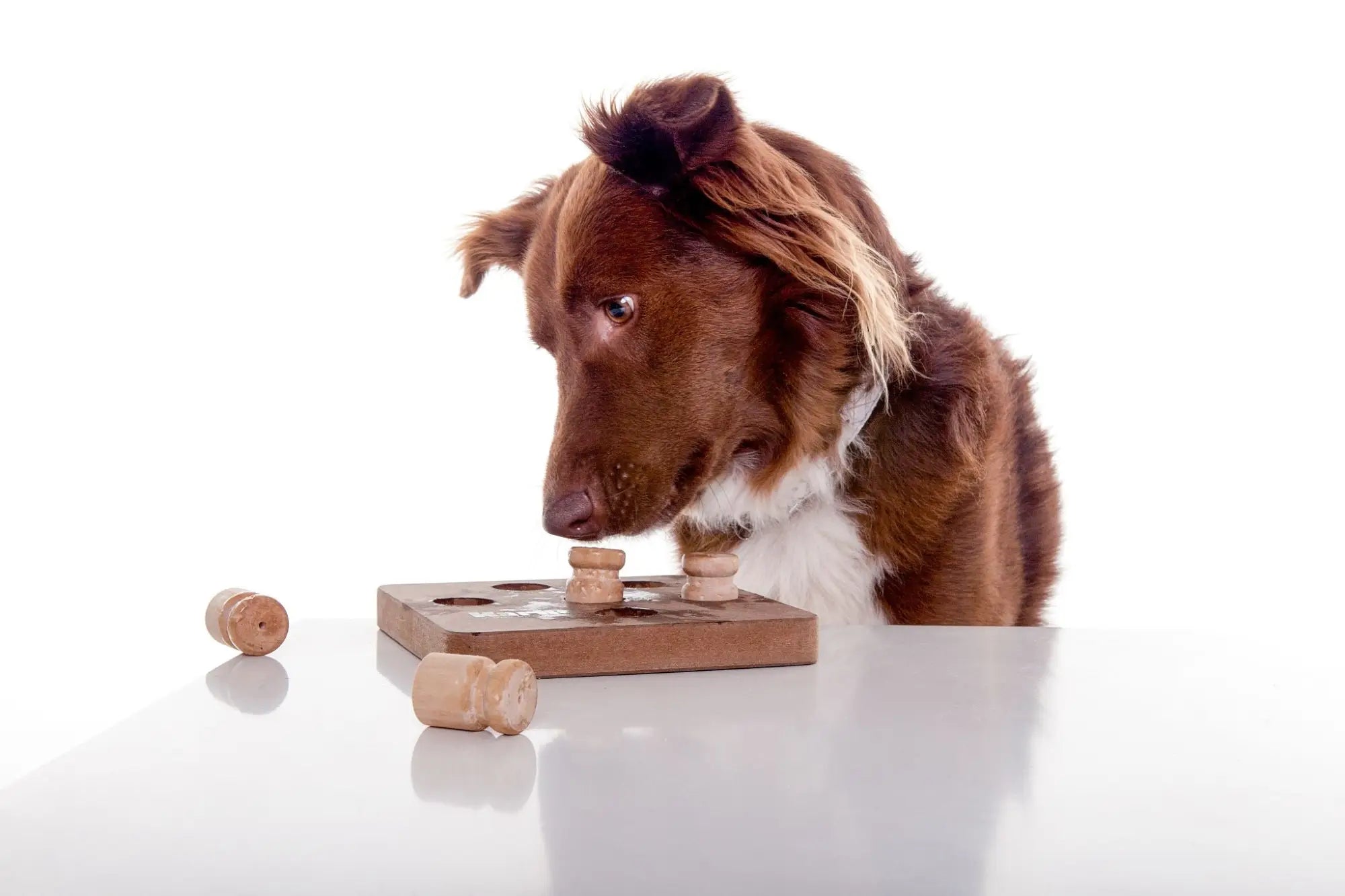 Brain Games hondenspeelgoed