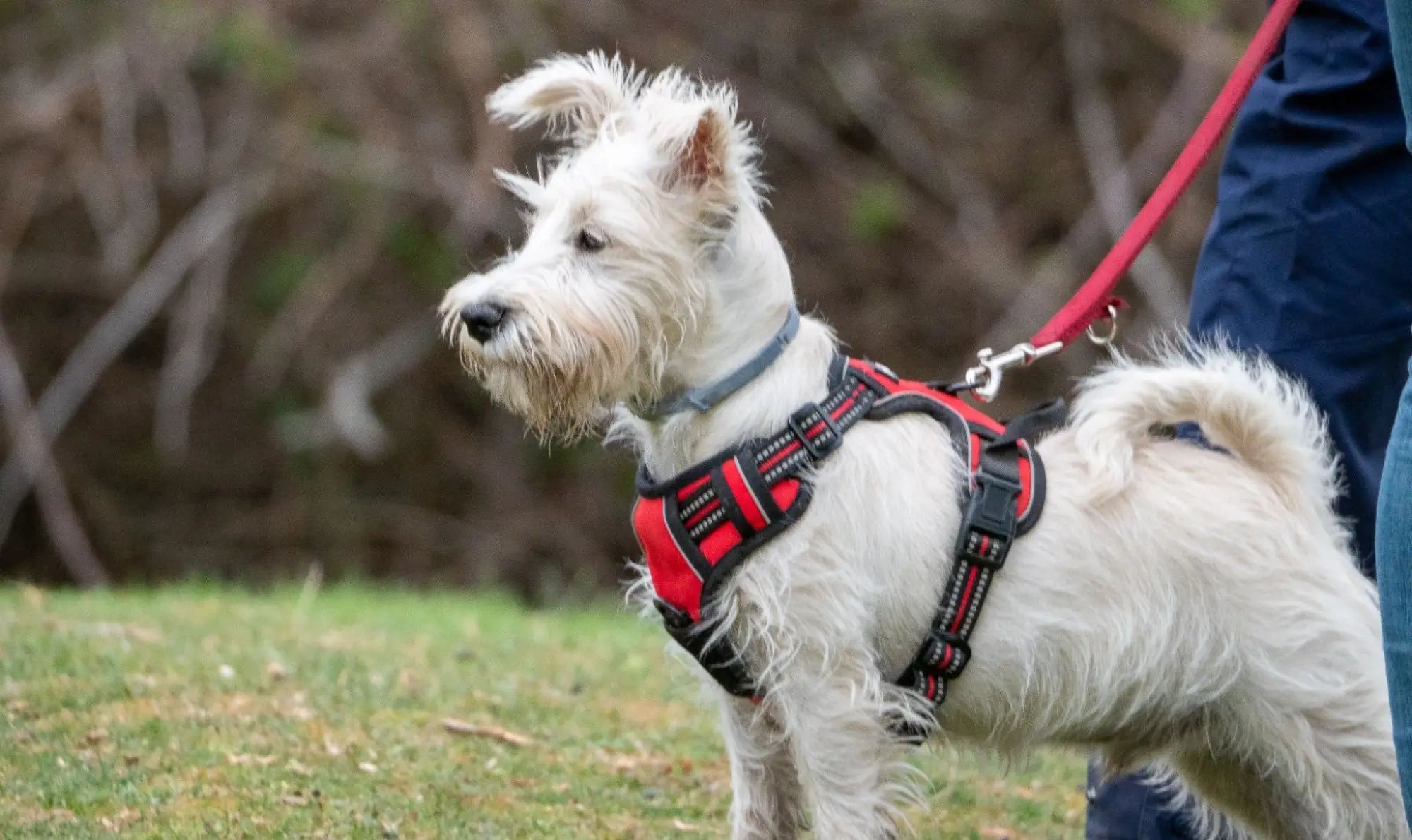 Harnasjes voor de hond
