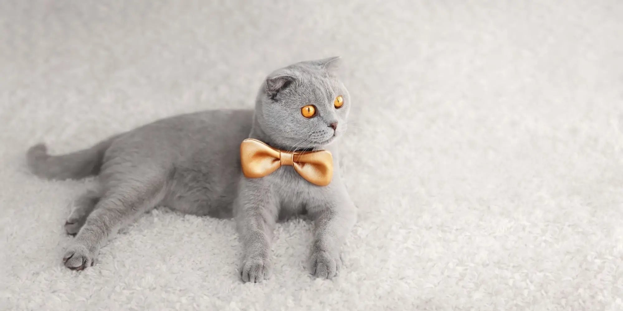 Katten strikjes accessoires