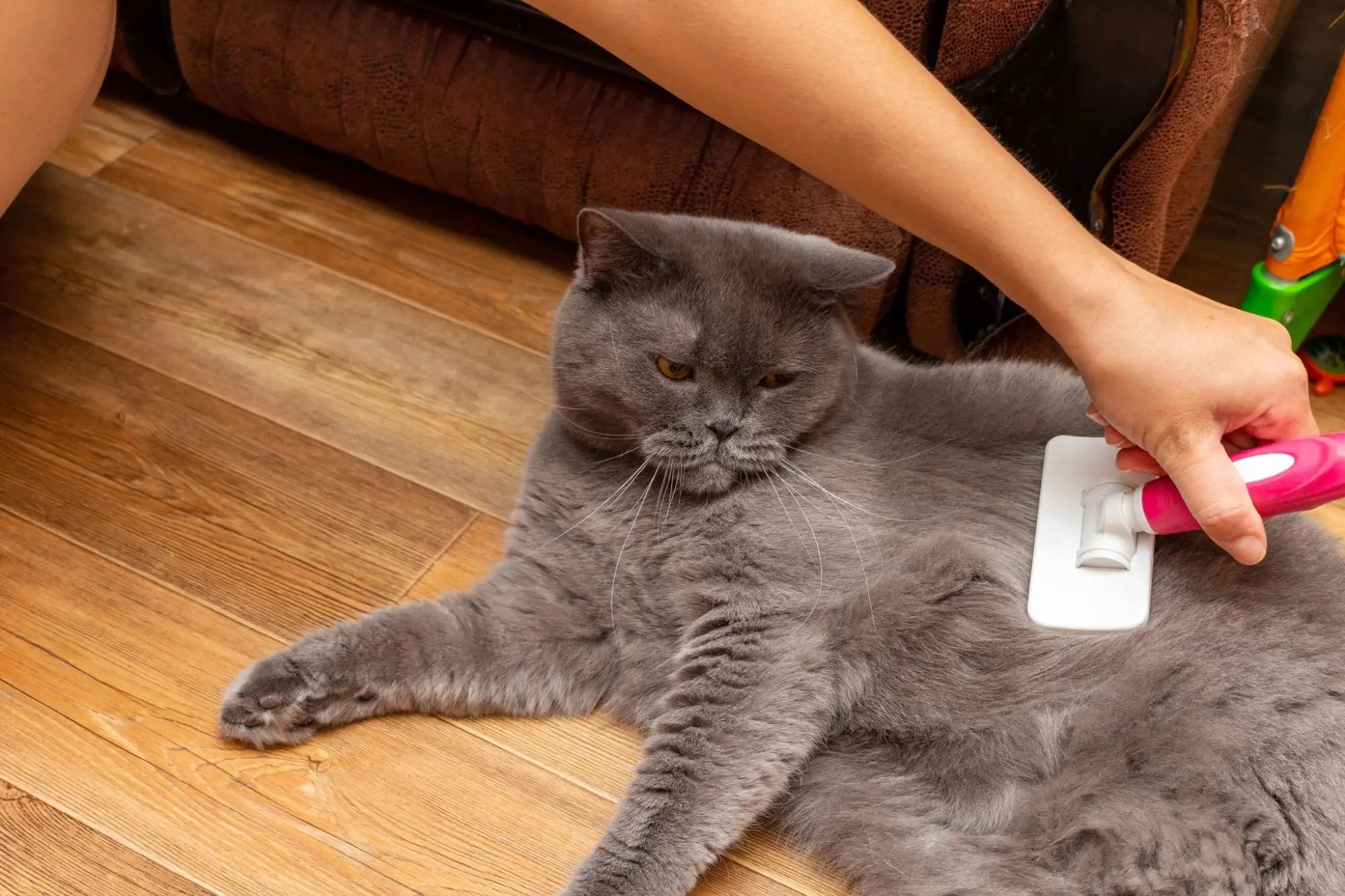 Kattenborstel en kammen kat