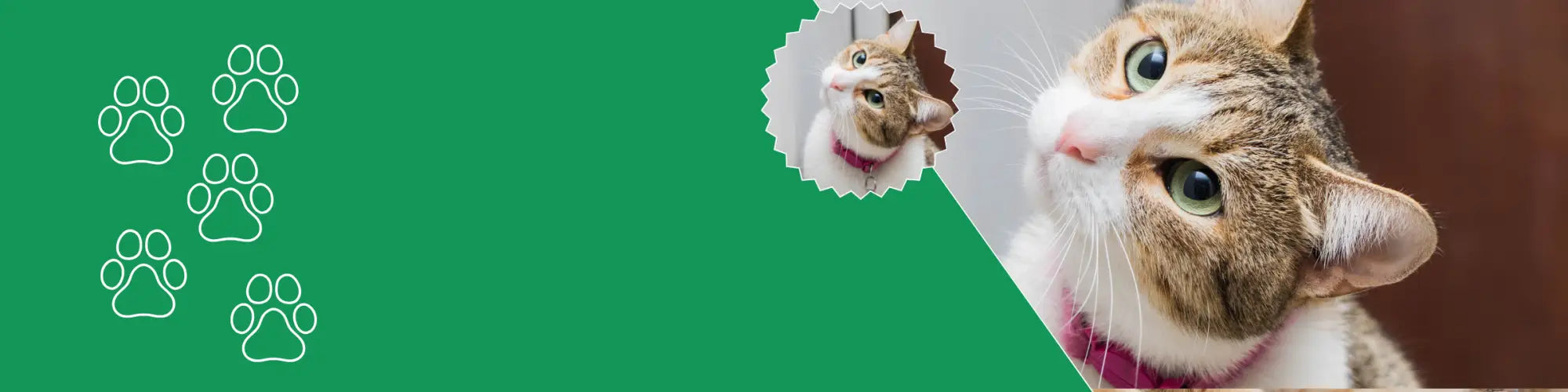Kattenhalsband kopen
