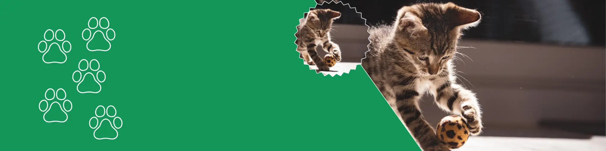 Kattenspeelgoed kopen
