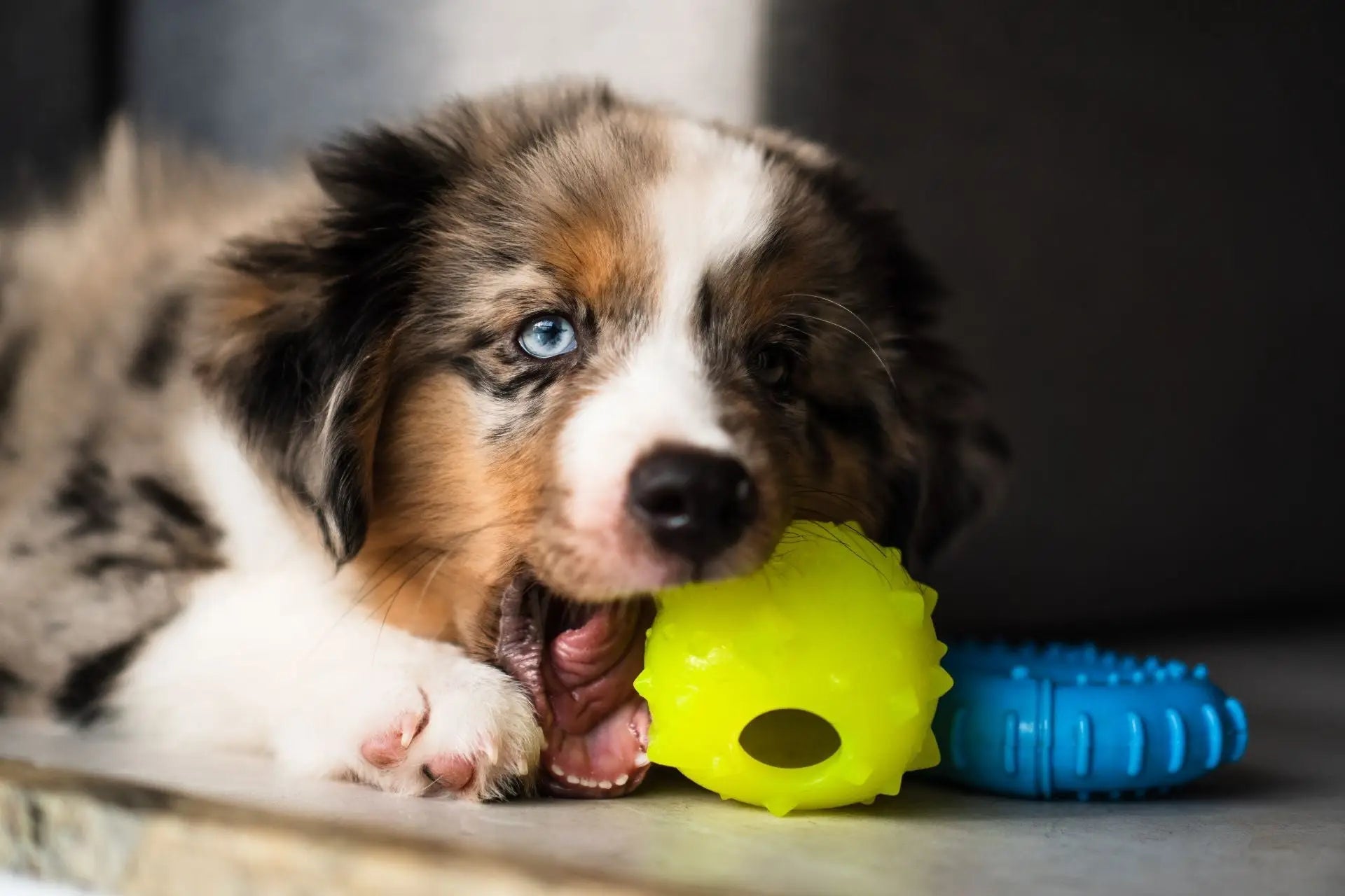 Kauwspeelgoed voor Honden