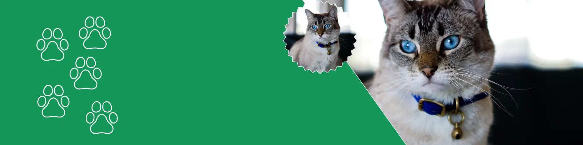 Kitten halsband kopen