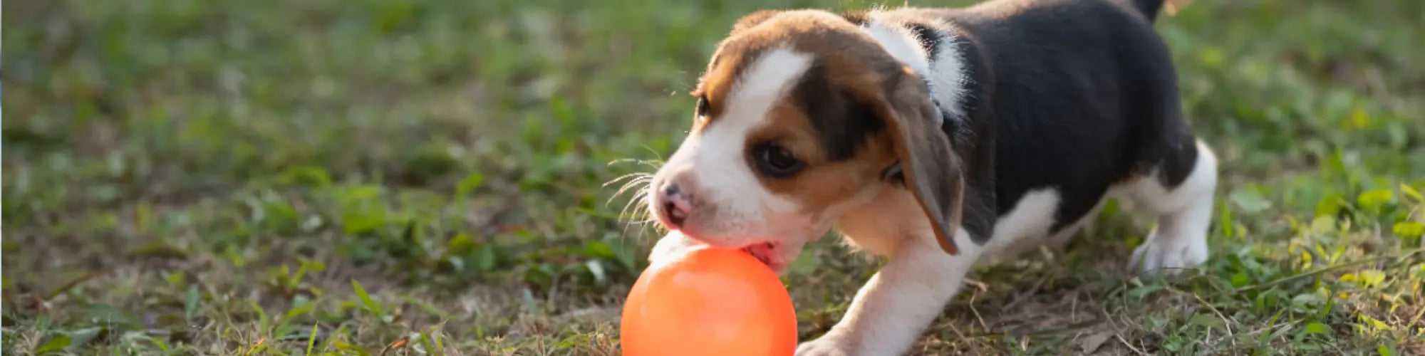 Nylon en Kunststof Puppy Speelgoed