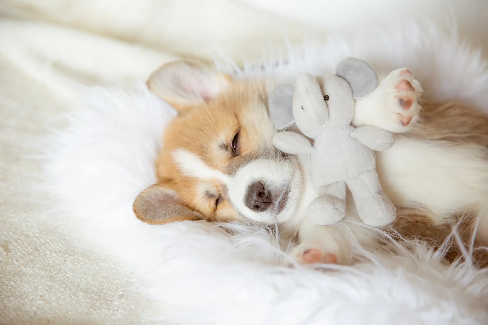 Puppy Knuffels met Hartslag of Warmte