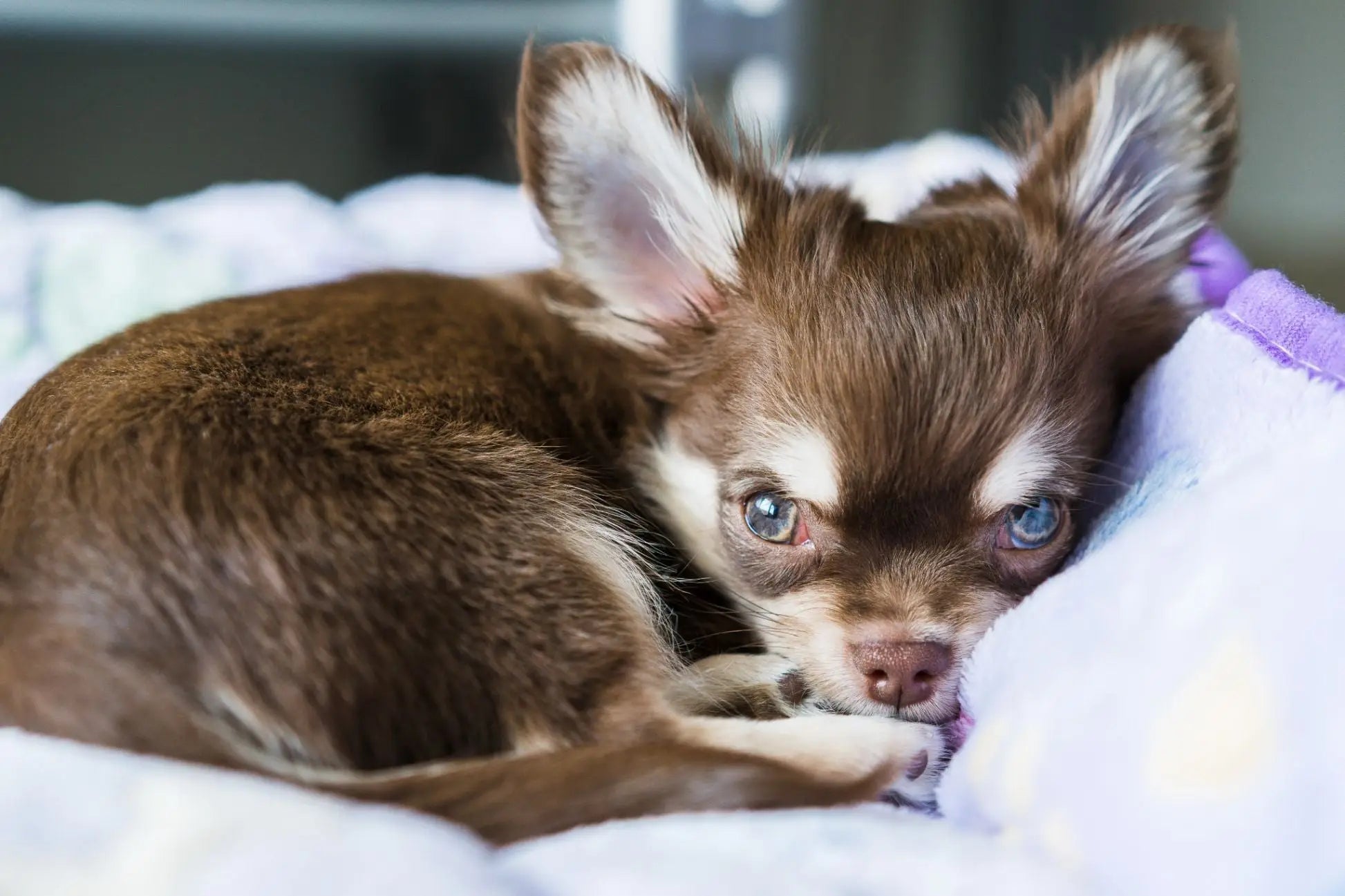 Rechthoekige comfortabele hondenmanden