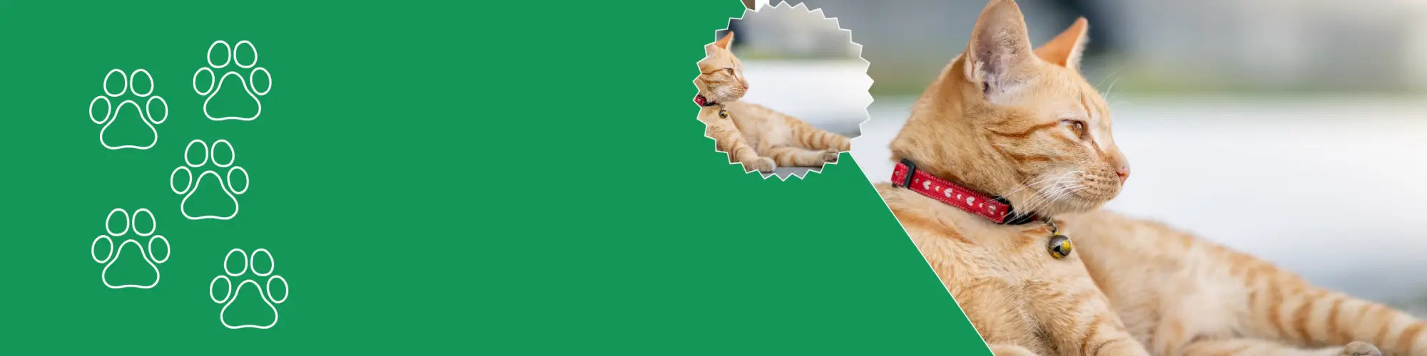 Reflecterende kattenhalsband kopen