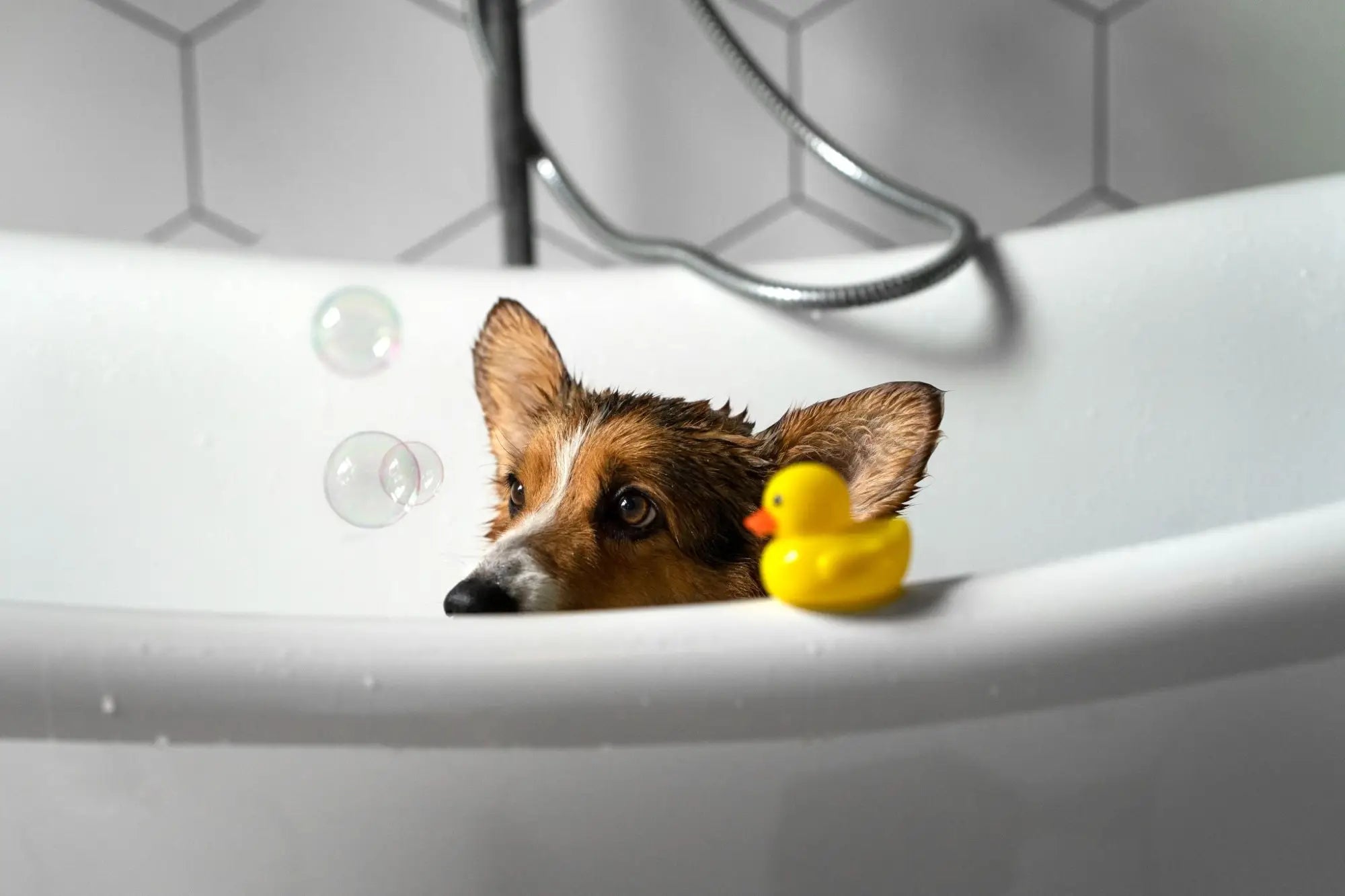 Shampoo voor de pup en volwassen hond