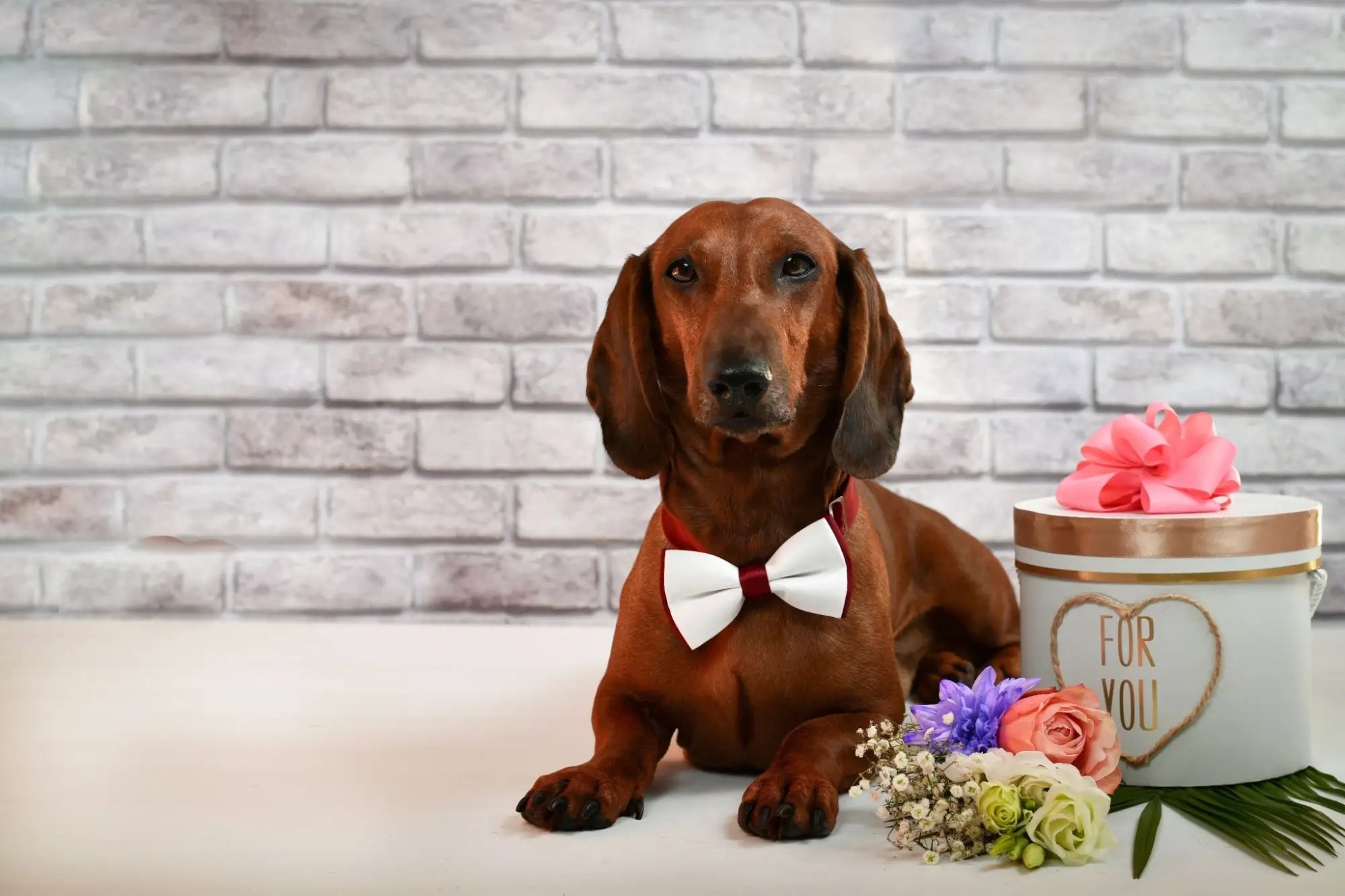 Strikjes voor jouw hond