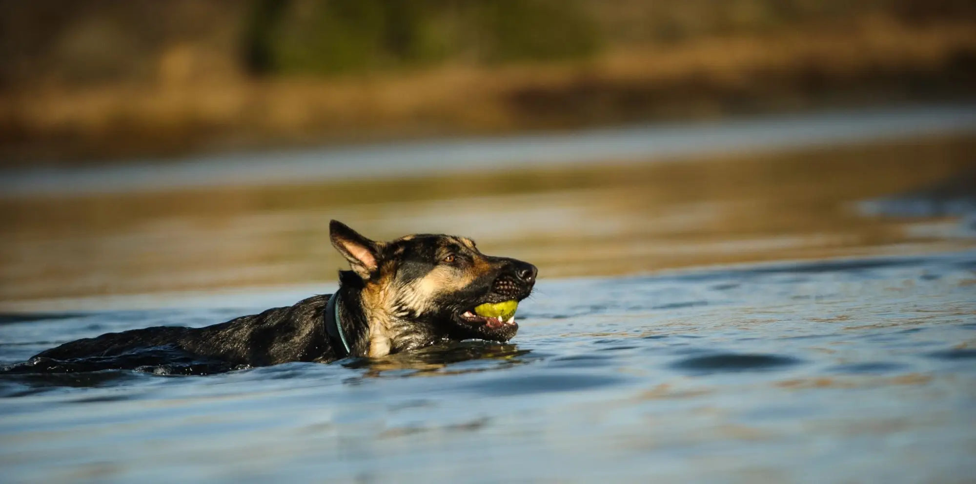 Water speelgoed voor jouw hond
