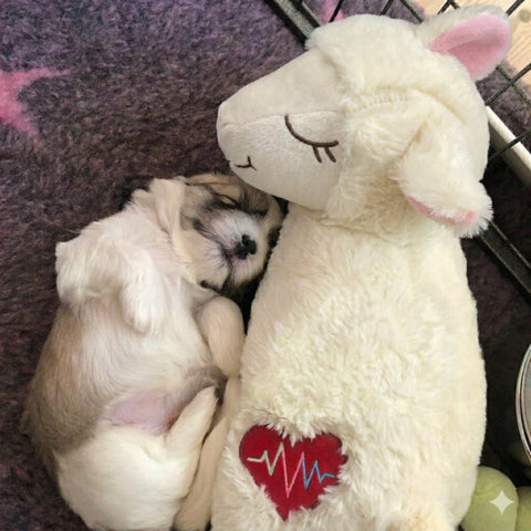 Little Buddy Heart Beat Sheep
