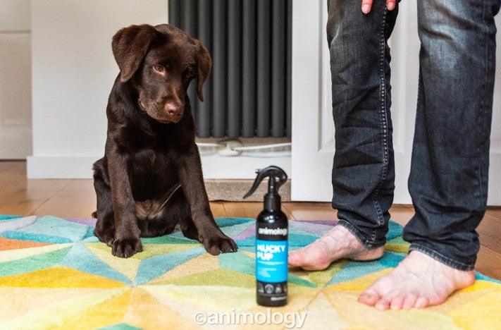 Mucky Pup No Rinse Puppy Shampoo 250 ml