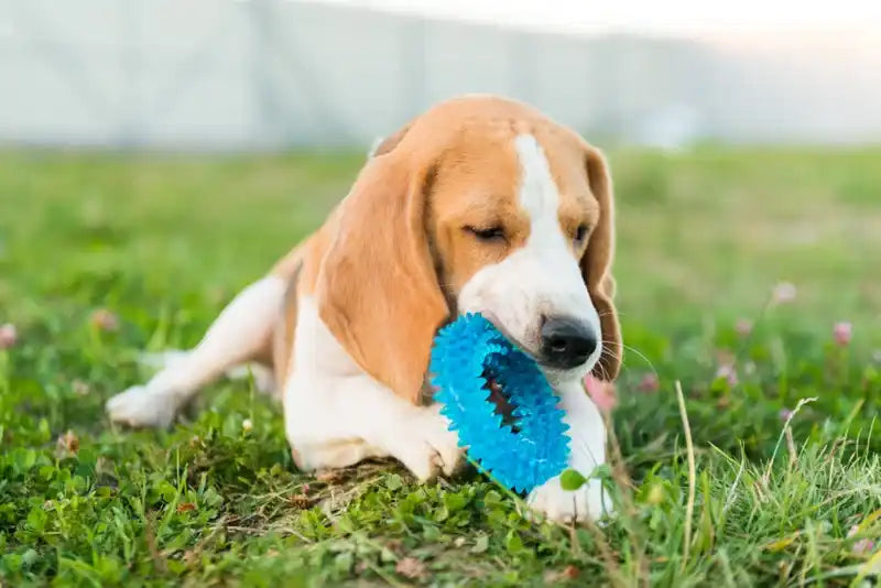 Beagle kauwt op blauw speelgoed.