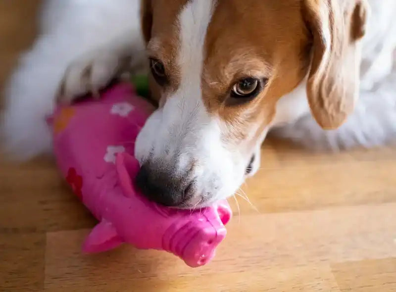 Beagle hond kauwt op roze varkenspeeltje.