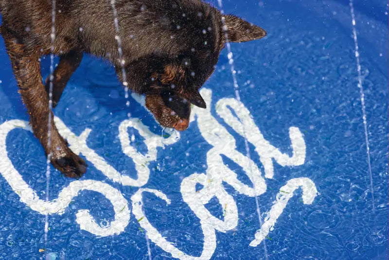 Beeztees Honden Sprinkler Mat Stay Cool 130x130x5 cm