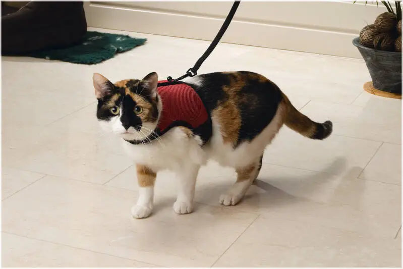 Beeztees Katten Loopharnas Comfort — Rood