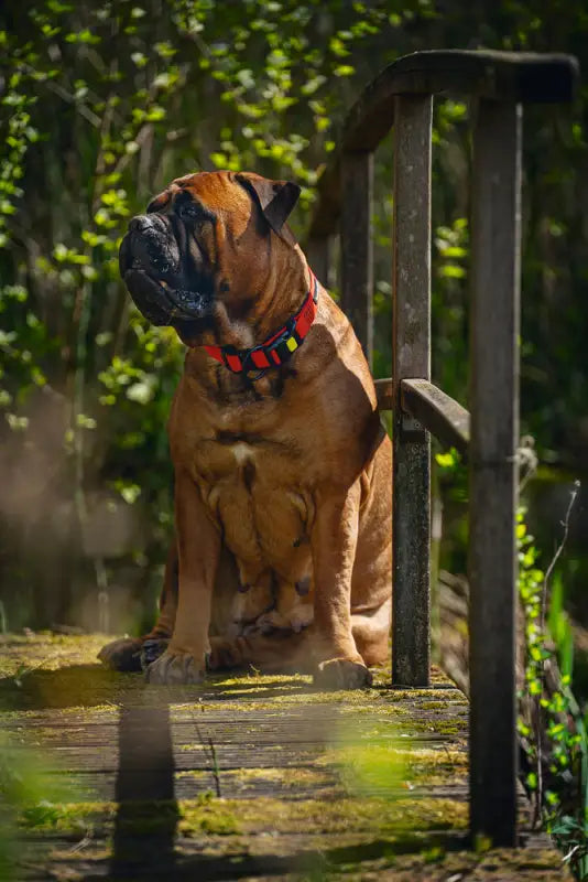 Beeztees Nylon Premium Hondenhalsband Parinca 60-65 cm — Rood