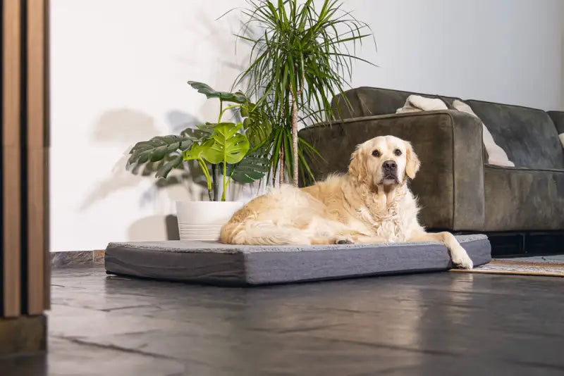 Beeztees Orthopedisch Hondenkussen Zira 120x80x10 cm — Grijs