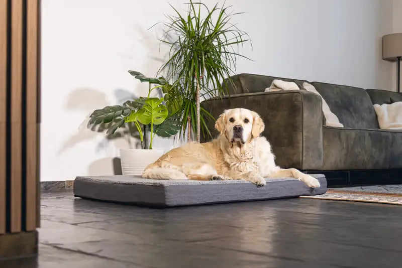 Beeztees Orthopedisch Hondenkussen Zira 120x80x10 cm — Grijs