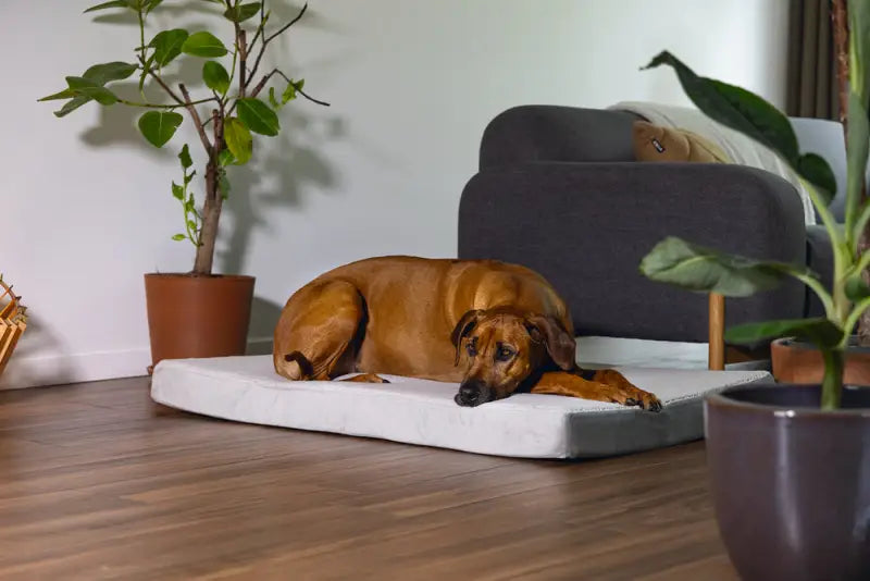 Beeztees Orthopedisch Hondenkussen Zira 120x80x10 cm — Lichtgrijs