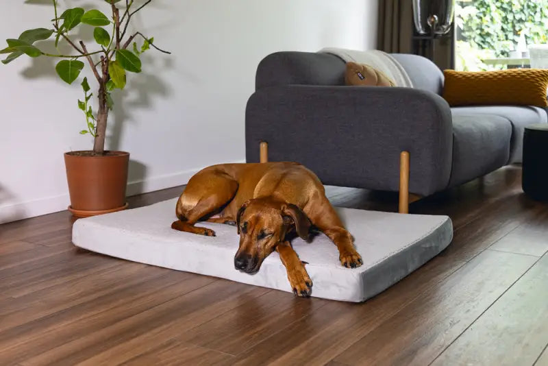 Beeztees Orthopedisch Hondenkussen Zira 120x80x10 cm — Lichtgrijs