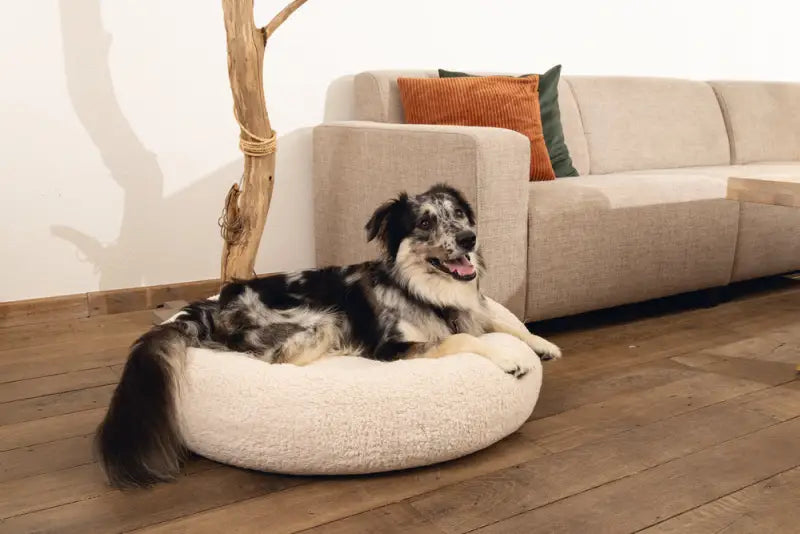 Beeztees Orthopedische Hondenmand Jaxx 60 cm — Beige