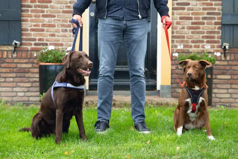 Beeztees Premium Comfort Y-Hondentuig Parinca 67-77 cm — Rood