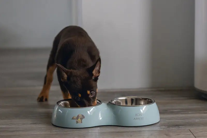 Beeztees Puppy Dinerset Droppy 34x17.5x6 cm — Groen