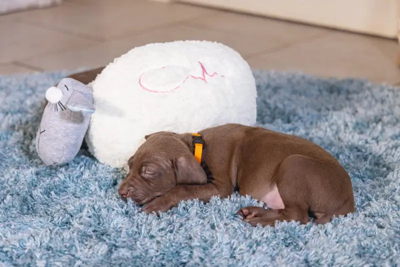 Beeztees Puppy Knuffel Heartbeat 35 cm