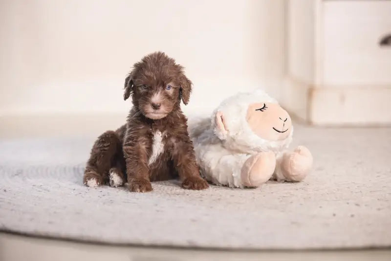 Beeztees Puppy Knuffel Heartbeat Bowi