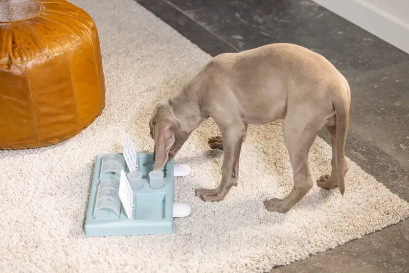 Beeztees Puppy Trainingsspel Riff