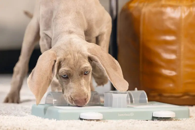 Beeztees Puppy Trainingsspel Riff
