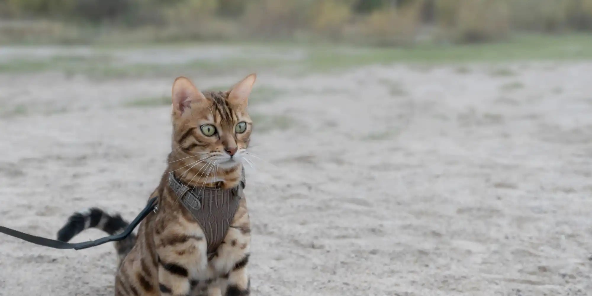 Bengale kat in harnas.