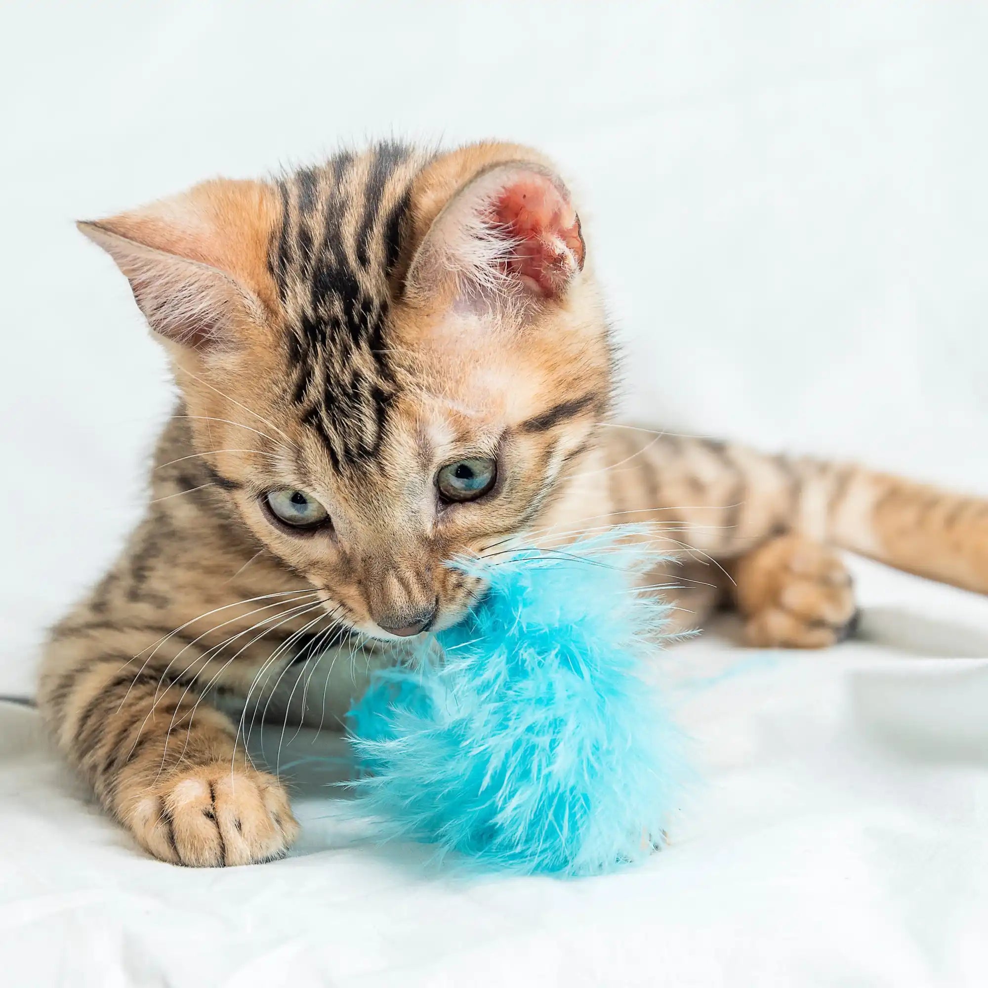 Bengaal kitten speelt met een blauw speeltje.