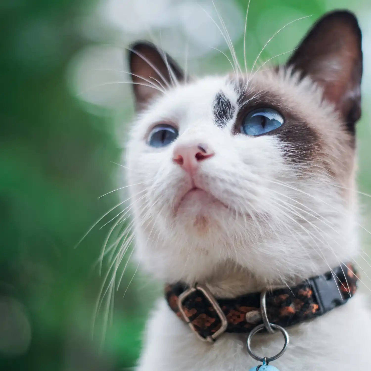 Blauwogige kat met gemêleerd halsband.