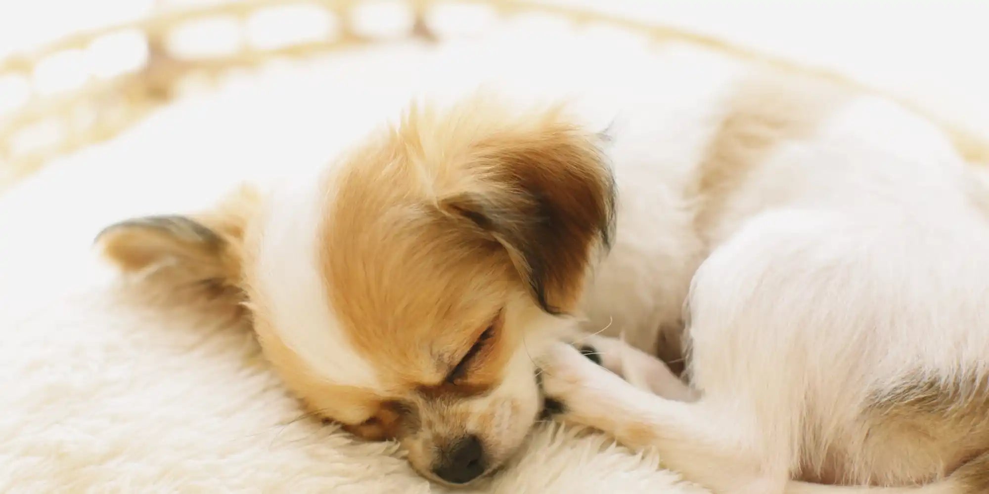 Slapende bruine en witte hond.